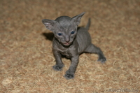 котята корниш рекс 3 мальчика - Изображение #1, Объявление #198822