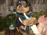 Породистые щенки ротвейлера - Изображение #3, Объявление #198473