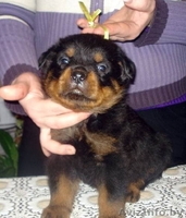 Породистые щенки ротвейлера - Изображение #2, Объявление #198473