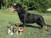 Породистые щенки ротвейлера - Изображение #1, Объявление #198473
