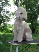 Щенки бедлингтон-терьера - Изображение #3, Объявление #233873