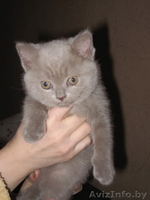 Продается британский котенок - Изображение #1, Объявление #243436
