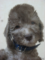 Щенки бедлингтон-терьера - Изображение #5, Объявление #233873