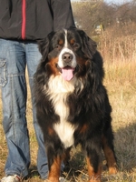  щенки Бернского Зенненхунда - Изображение #1, Объявление #274571