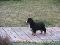  щенки Бернского Зенненхунда - Изображение #2, Объявление #274571