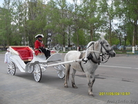 Карета "Фаетон" - Изображение #9, Объявление #203490