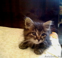 Котенка в хорошие руки отдам - Изображение #1, Объявление #307918