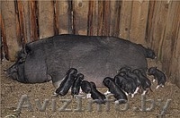  вьетнамские вислобрюхие свинки - Изображение #1, Объявление #293866