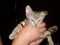 миленький серенький котёнок отдам - Изображение #3, Объявление #295977