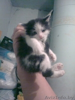 Котят  в хорошие руки отдам - Изображение #1, Объявление #282910