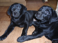 Щенки лабрадора ретривера*** - Изображение #1, Объявление #285244