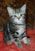 purrr@yandex.ru; +375297302512(mts) - Изображение #1, Объявление #319049