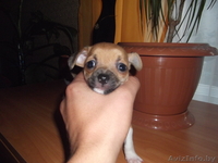 щенок  чихуа - хуа - Изображение #4, Объявление #312834