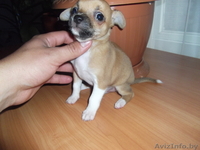 щенок  чихуа - хуа - Изображение #3, Объявление #312834