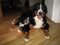 Щенки бернского зенненхунда 2 месяца - Изображение #1, Объявление #341516