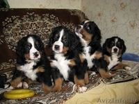 Щенки бернского зенненхунда 2 месяца - Изображение #2, Объявление #341516