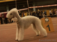 Щенки бедлингтон-терьера - Изображение #6, Объявление #233873