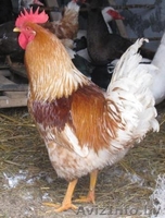 продам петухов в гомельском районе - Изображение #3, Объявление #515961