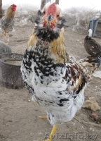 продам петухов в гомельском районе - Изображение #1, Объявление #515961