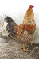 продам петухов в гомельском районе - Изображение #5, Объявление #515961