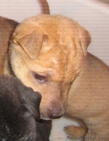 Продам Щенков шарпея - Изображение #3, Объявление #486925