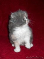 Красивые персидские котята - Изображение #3, Объявление #686364