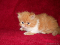 Красивые персидские котята - Изображение #1, Объявление #686364