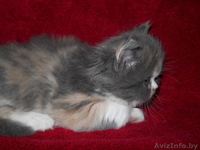 Красивые персидские котята - Изображение #5, Объявление #686364