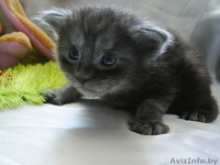 Мейн-кун котята - Изображение #2, Объявление #695896