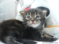 Мейн-кун котята - Изображение #3, Объявление #695896