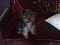 йоркширский терьер, мальчик - Изображение #1, Объявление #746854