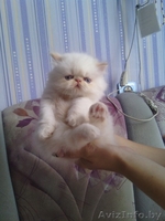 Чудесные котята - Изображение #1, Объявление #745273