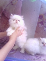 Чудесные котята - Изображение #2, Объявление #745273