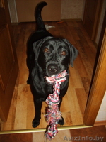 ЩЕНОК Лабрадора-ретривера 10 месяцев - Изображение #2, Объявление #732581