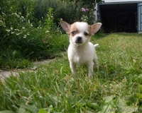 Очаровательный щенок чихуахуа ищет хозяина - Изображение #1, Объявление #757035