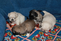 щенки пикинесов - Изображение #1, Объявление #780060