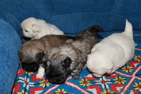 щенки пикинесов - Изображение #2, Объявление #780060