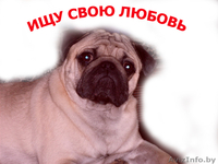  ВЯЗКА мопс с хорошей родословной - Изображение #1, Объявление #776288