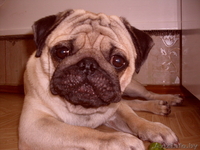  ВЯЗКА мопс с хорошей родословной - Изображение #2, Объявление #776288