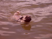  ВЯЗКА мопс с хорошей родословной - Изображение #3, Объявление #776288