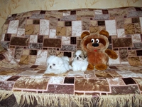 Продаются щенки пекинеса - Изображение #2, Объявление #801237