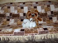 Продаются щенки пекинеса - Изображение #1, Объявление #801237