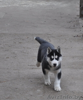 Сибирский хаски с документами FCI. - Изображение #5, Объявление #816902