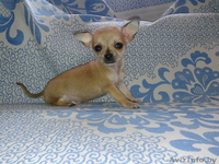 Мальчишки-чишки  - Изображение #2, Объявление #850610