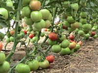 Теплица под поликарбонат - Изображение #4, Объявление #742277