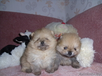 Корейские поросята - Изображение #3, Объявление #773170