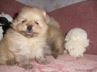 Корейские поросята - Изображение #2, Объявление #773170