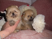 Корейские поросята - Изображение #1, Объявление #773170