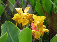 МНОГОЛЕТНИЕ ЦВЕТЫ ЦВЕТУЩИЕ ВСЕ ЛЕТО ДО ПЕРВЫХ ЗАМОРОЗКОВ - Изображение #6, Объявление #866337