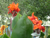 МНОГОЛЕТНИЕ ЦВЕТЫ ЦВЕТУЩИЕ ВСЕ ЛЕТО ДО ПЕРВЫХ ЗАМОРОЗКОВ - Изображение #5, Объявление #866337